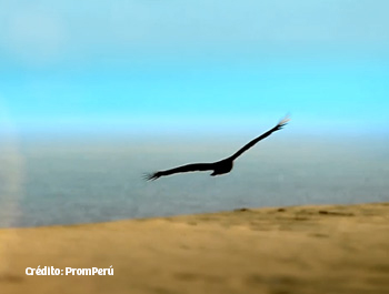 Tesouros escondidos - O Legado