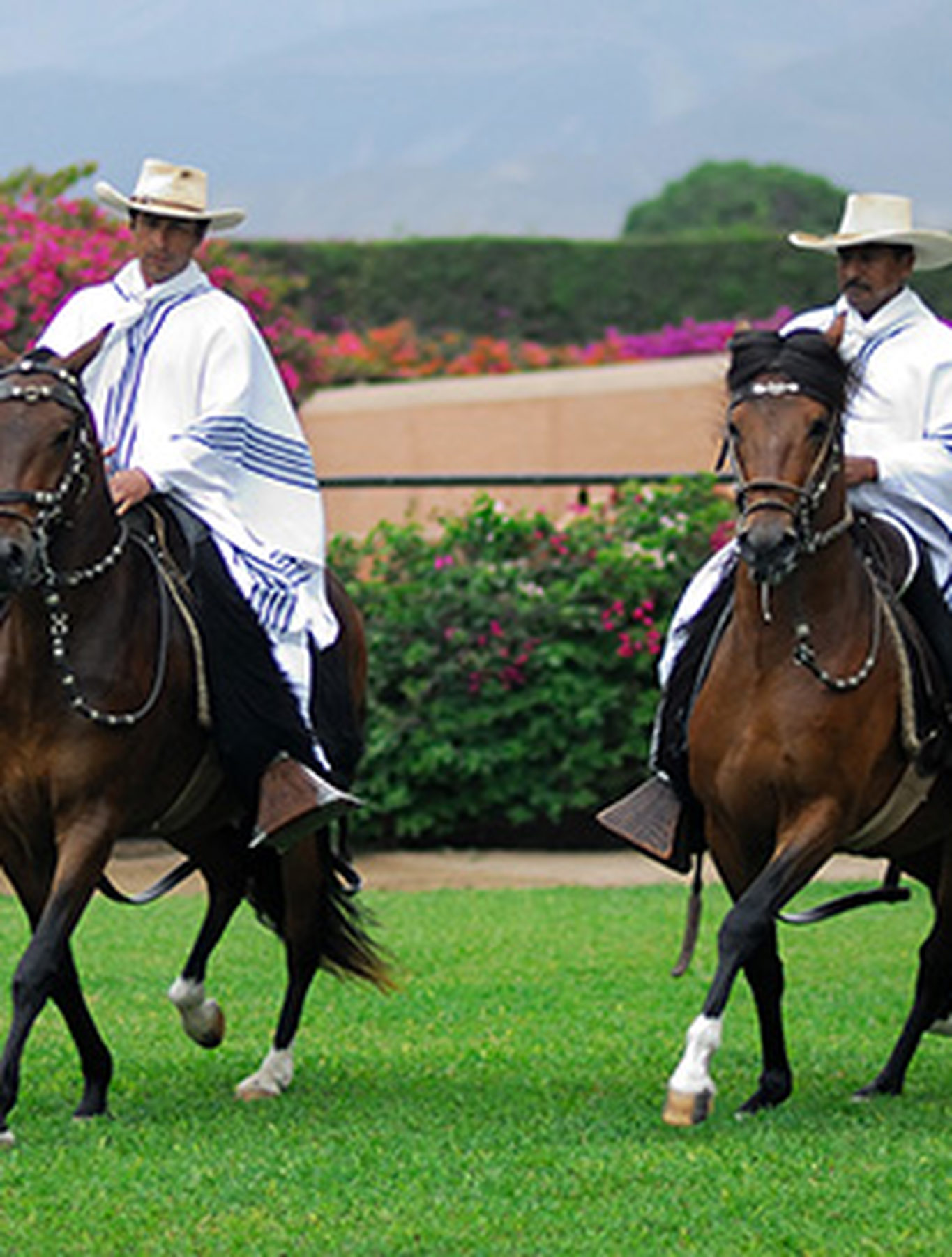 Cavalo peruano de passo